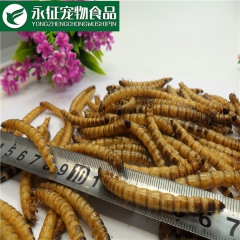 厂家直销大麦虫 优质大黄粉虫干 批发零售