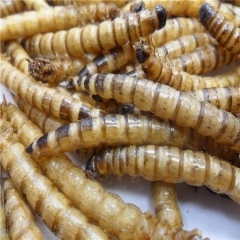供应优质大麦虫 高蛋白仓鼠大型观赏鱼饲料零食500g