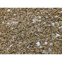 养殖场直销黄粉虫干，活体，大麦虫，养殖饲料