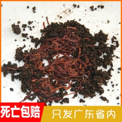 厂家直销优质量 大号活蚯蚓 红蚯蚓养殖广东量大从优批发