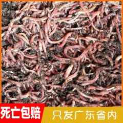 厂家直销优质量供应活体散装蚯蚓 蚯蚓养殖量大从优批发