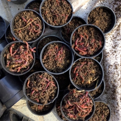 活蚯蚓 大平二号虫饵1盒30条左右蚯蚓 万能活鱼饵批发