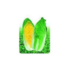 优质娃娃菜良种---耐热娃娃菜