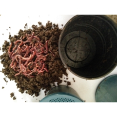 长期供应太平二号蚯蚓 鱼饵蚯蚓 万能蚯蚓 垂钓蚯蚓 多拍优惠