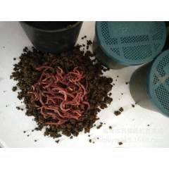 厂家长期供应太平二号红蚯蚓 鱼饵蚯蚓 垂钓蚯蚓 万能饵蚯蚓
