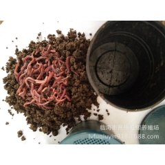 厂家直销供应鱼饵蚯蚓 太平二号红蚯蚓 万能铒蚯蚓 垂钓 生态