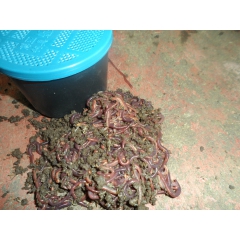钓鱼蚯蚓厂家直销 批发蚯蚓养殖场 钓鱼蚯蚓生态蚯蚓 万能饵蚯...
