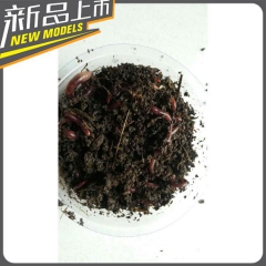 特价鱼饵窝料批发 活蚯蚓批发 每盒50~60条 盒装蚯蚓  ...