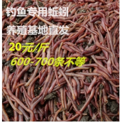 蚯蚓种苗