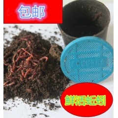 批发盒装鲜活红蚯蚓 鱼饵垂钓饵料龟料大平二号钓鱼专用包邮