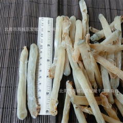 阿里巴巴海鲜干货批发 北海沙虫干 大号沙蚯蚓 方格星虫 50...