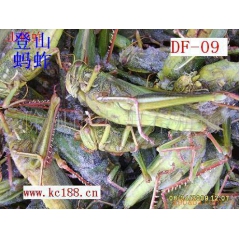 供应本场直销 蚂蚱 冻蚂蚱 稻蝗 东亚飞蝗