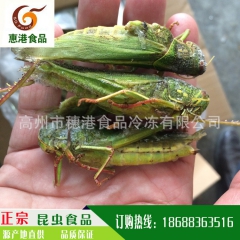 厂家直销出口泰国稻蝗、蚂蚱、蝗虫、东亚飞蝗
