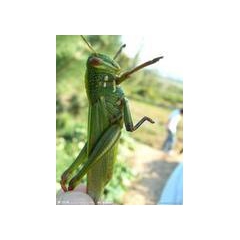 供应高蛋白、低脂肪东亚飞蝗