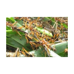 活体 速冻蚂蚱 蝗虫 东亚飞蝗