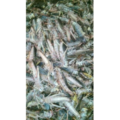 大量批发 零售 冷冻蚂蚱 蝗虫 活体东亚飞蝗