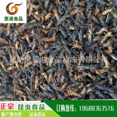 厂家直销出口泰国稻蝗、蚂蚱、蝗虫、东亚飞蝗 品质保证