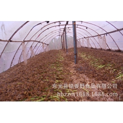 大规模专业养殖东亚飞蝗 高蛋白含量 21世纪食用佳品