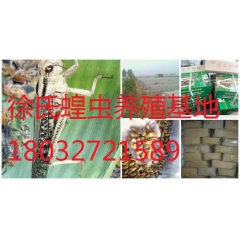 供应冻品蚂蚱，东亚飞蝗，金蝉，等各种昆虫，欢迎致电洽谈