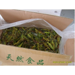 厂家直销   东亚飞蝗  人工养殖蚂蚱 稻蝗 美食原料