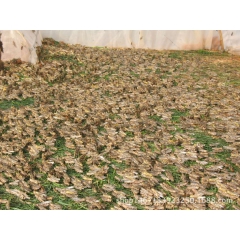 大量供应蚂蚱 蝗虫 东亚飞蝗 活体 冷冻