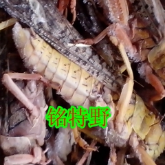 2016年天然无公害新蚂蚱 食用蝗虫 东亚飞蝗，不得不尝