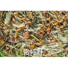 农家特养大活蚂蚱 东亚飞蝗 肉肥味美 食用健康野味