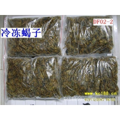 供应东亚钳蝎 全蝎、活蝎子、冻蝎子、种蝎子