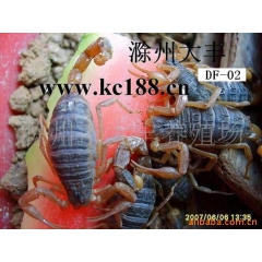供应推荐东亚钳蝎 全蝎 蝎子 活蝎子 种蝎 冻蝎子