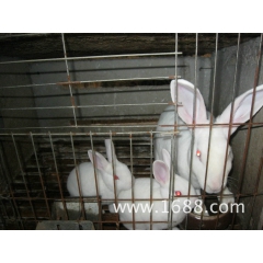 长期 供应獭兔 肉兔 种兔 孕兔 价格合理 可以参观考察 提...