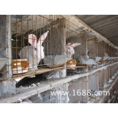 供应獭兔 比利时兔 法系肉兔 美系肉兔 改良新品种獭兔 欢迎...