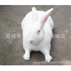福州獭兔价格 肉兔价格 杂交野兔-獭兔 獭兔价格