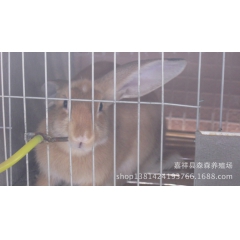 优质獭兔繁育养殖基地 销售 獭兔 纯白色 大量购买 优惠促销