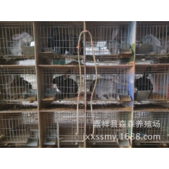 专业供货商 品质优 价格低 新西兰比利时伊拉克獭兔 长毛兔