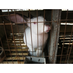 獭兔的经济效益 怎样护理怀孕獭兔 獭兔最新价格 獭兔 价格优...