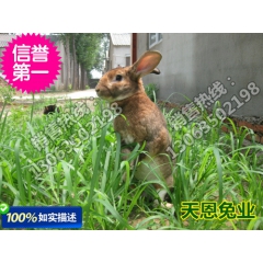 供应徐州獭兔  徐州獭兔价格