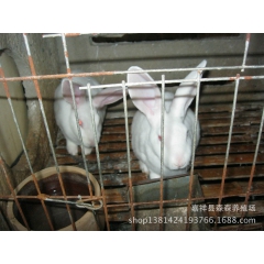 常年供应兔种 獭兔种兔 白色獭兔 厂家直销