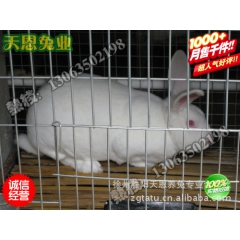 致富经獭兔养殖张天君 法系獭兔