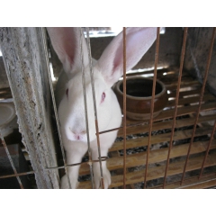 供应 优质獭兔 肉兔 孕兔  长毛兔 价格优惠 选育选育！