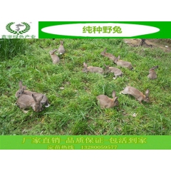 大量批发野兔  种兔  比利时兔子   獭兔
