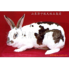獭兔，小兔，幼兔，青年兔，兔苗，獭兔养殖场