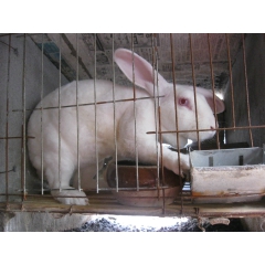 大量.供应.精品.獭兔 森森养殖场