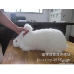 獭兔养殖基地 常年出售 各品种獭兔 肉兔 野兔 提供技术 包...
