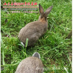 喜沃农场出售獭兔 垂耳兔 獭兔图片