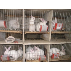 供应法系獭兔，美系獭兔，德系獭兔，量大从优