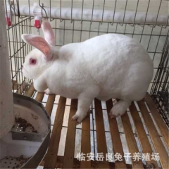 养殖基地供应2015年纯种优质美系獭兔 皮毛洁白浓密柔软