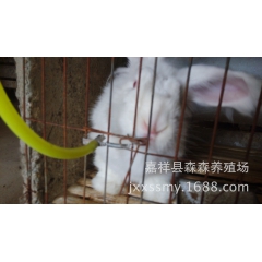 森森大型种兔养殖场 急售各品种獭兔 肉兔 野兔 好友来场选购...