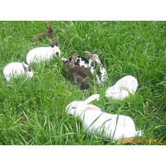 厂家提供作种獭兔 价格便宜