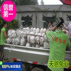 【厂价直销】质量上乘徐州獭兔 法系獭兔 种兔 宠物兔