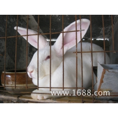 优惠批发 獭兔 肉兔 各品种种兔 价格低廉 量大免费运输到家